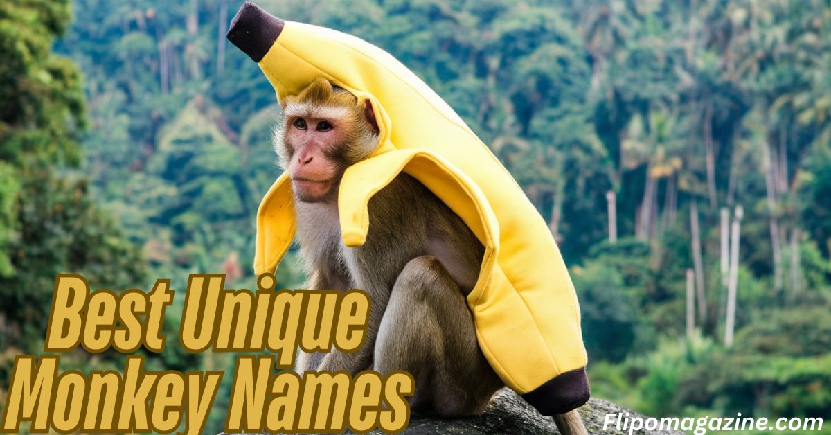 520+ Best Unique Monkey Names