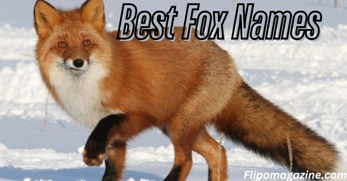 630+ Best Fox Names