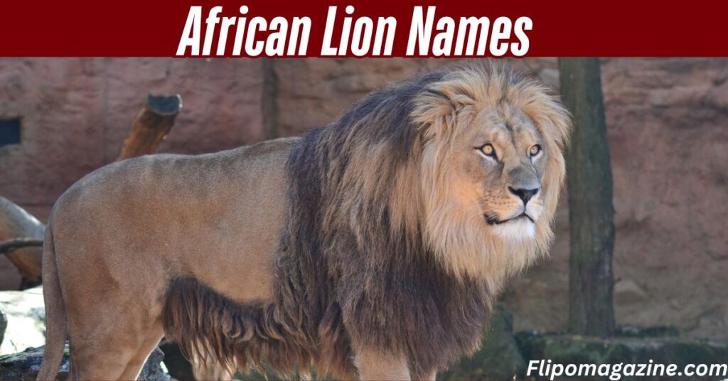 African Lion Names