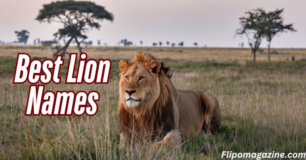 Best Lion Names