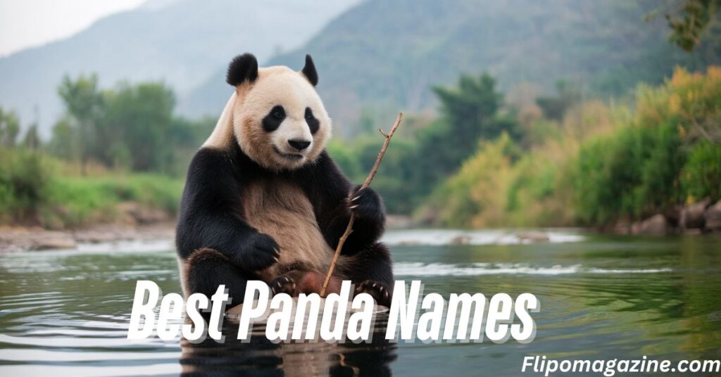 Best Panda Names