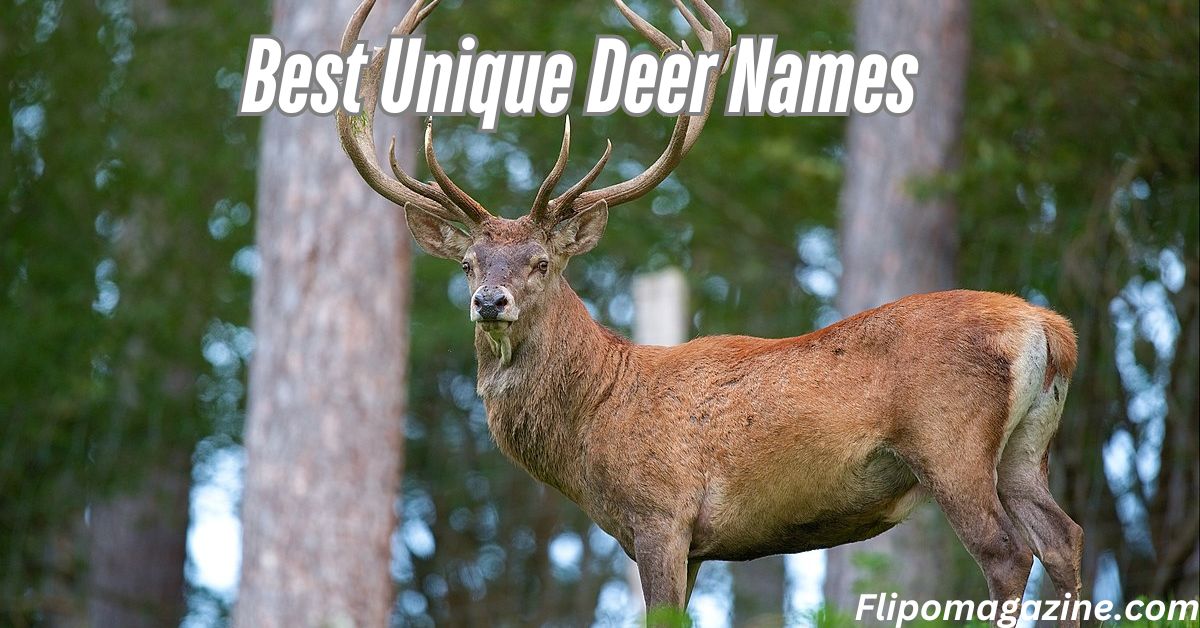 Best Unique Deer Names