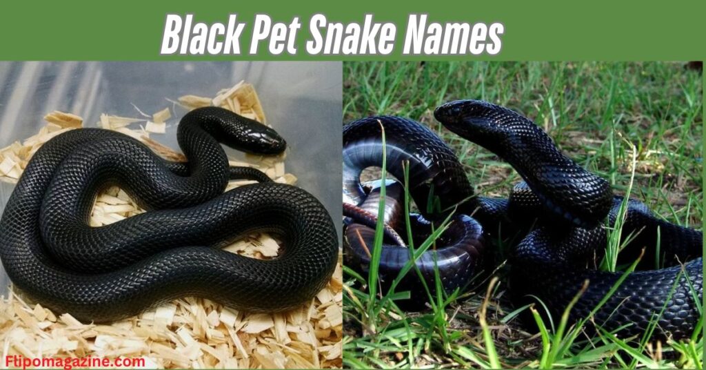 Black Pet Snake Names