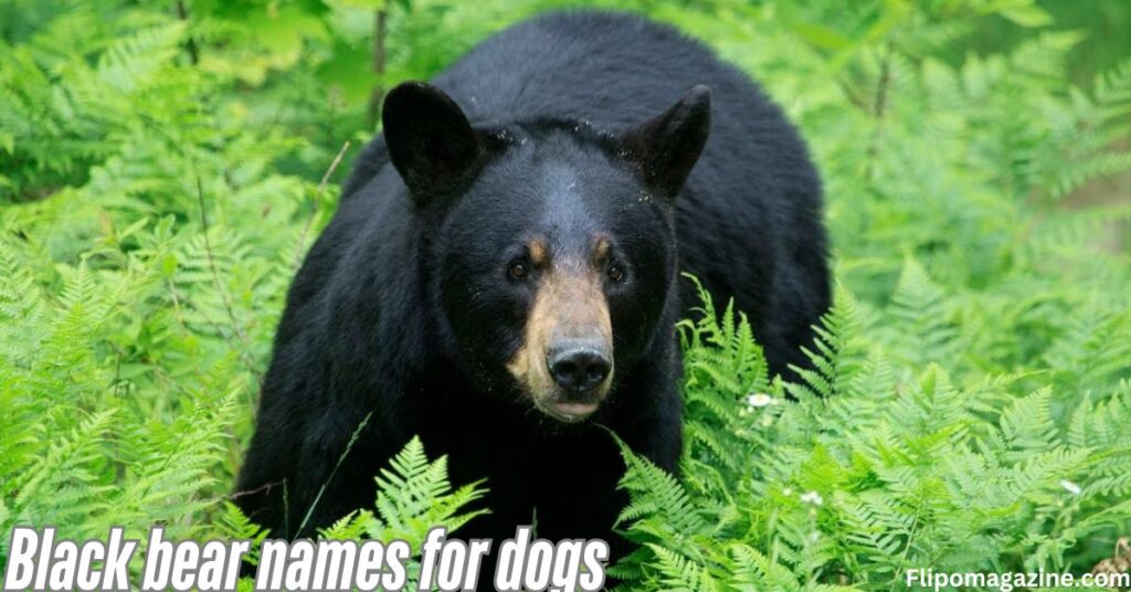 Black bear names for dogs