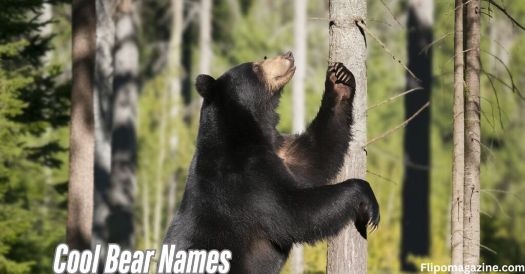 Cool Bear Names