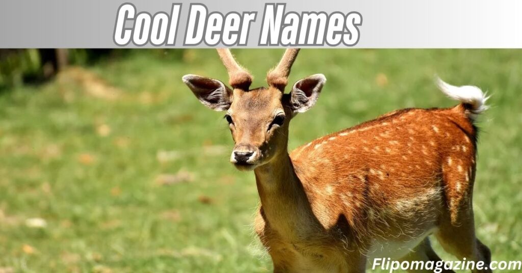 Cool Deer Names