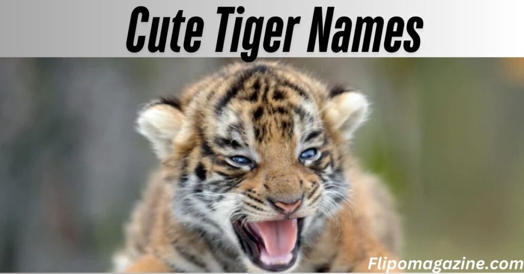 Cute Tiger Names