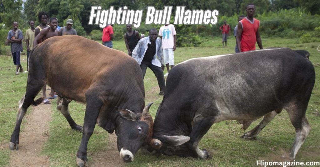 Fighting Bull Names