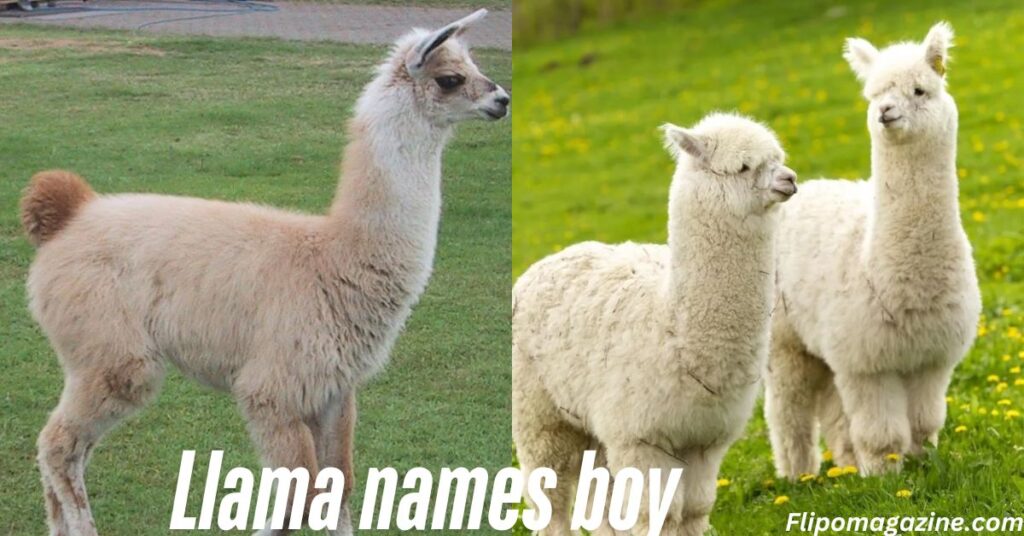 Llama names boy