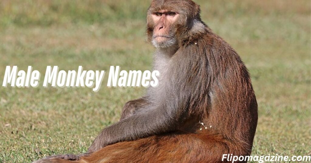 Male Monkey Names