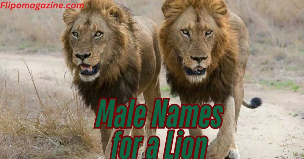 Male Names for a Lion