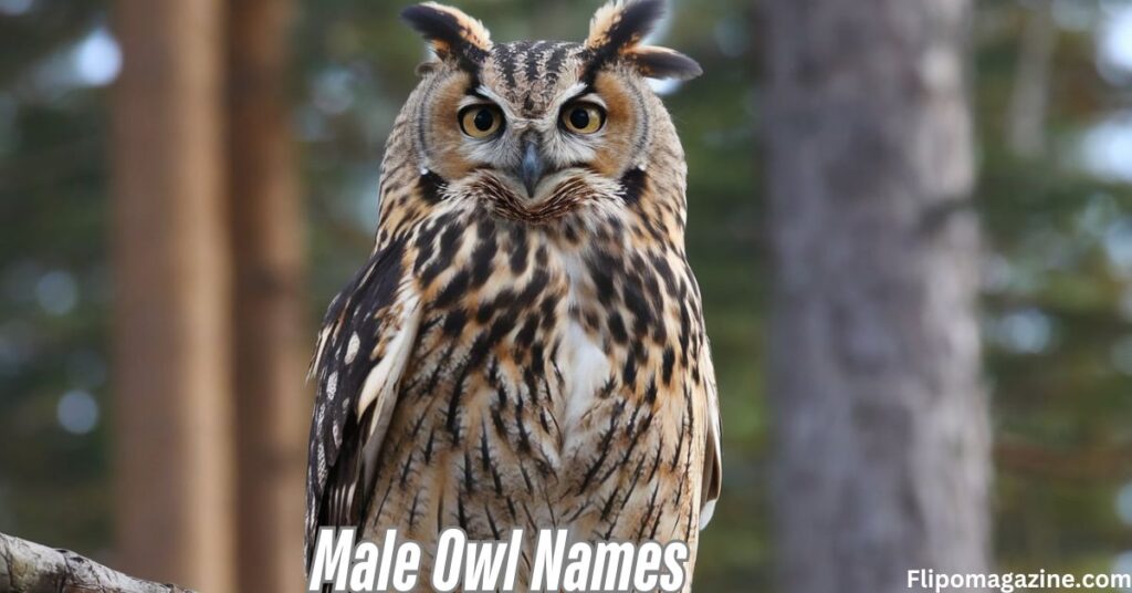 Male Owl Names