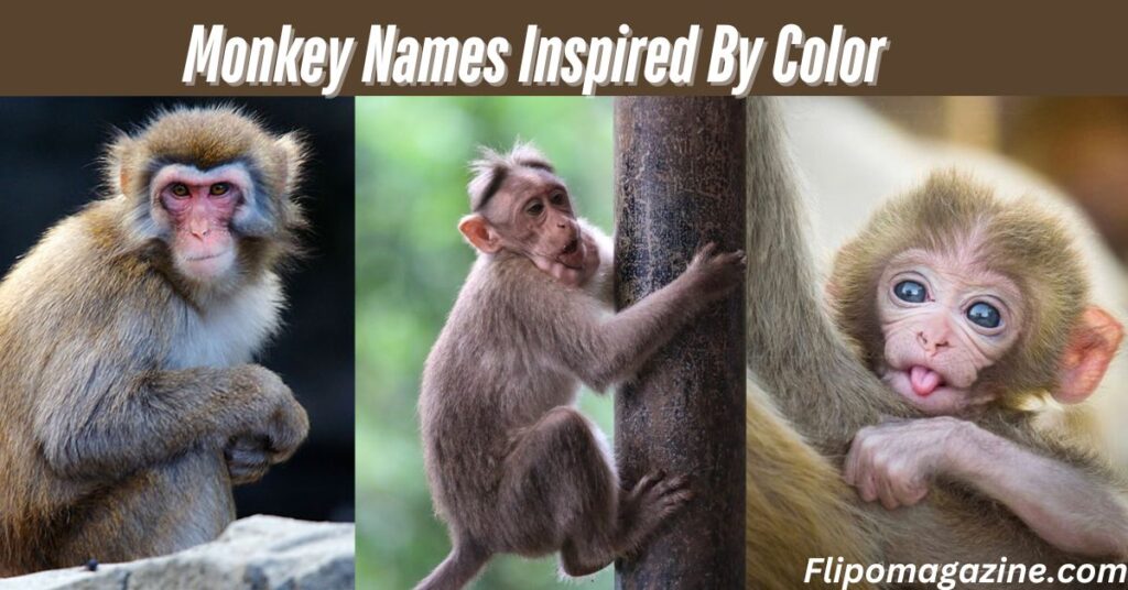 Monkey Names Inspired By Color