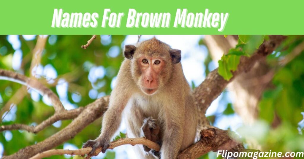 Names For Brown Monkey