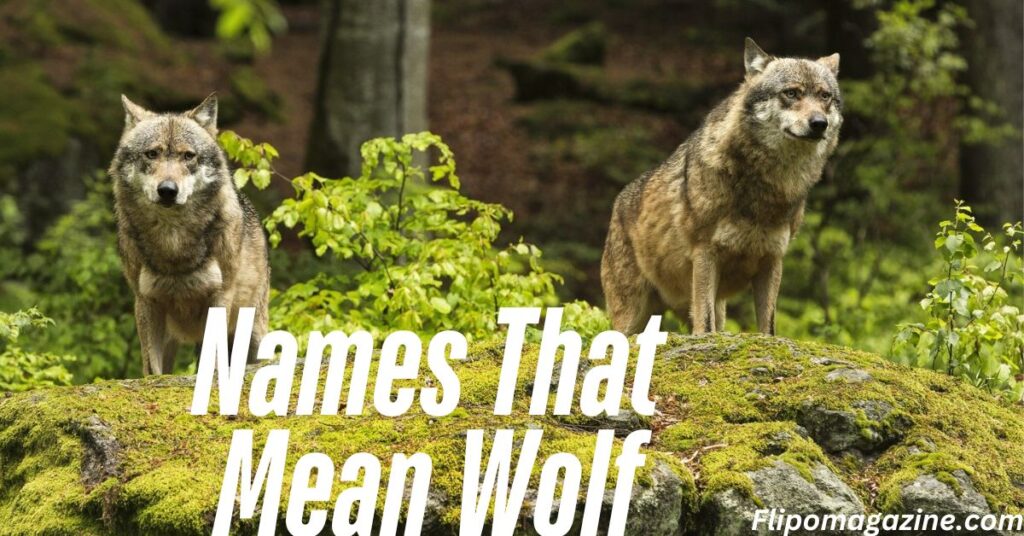 Names That Mean Wolf