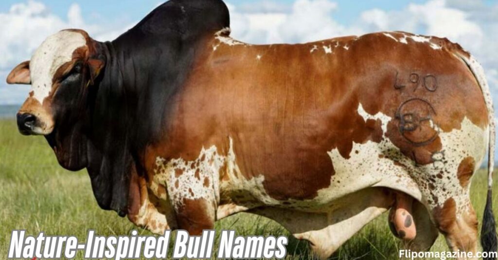 Nature-Inspired Bull Names