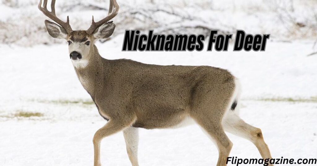 Nicknames For Deer