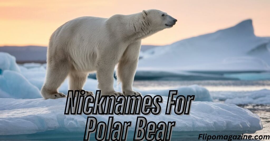 Nicknames For Polar Bear