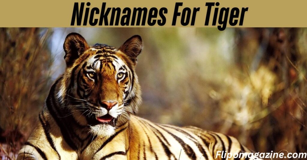 Nicknames For Tiger