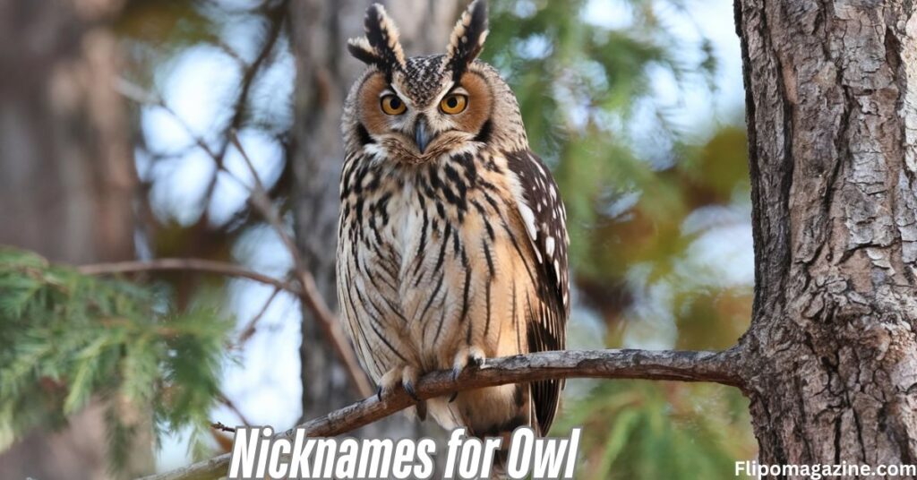 Nicknames for Owl