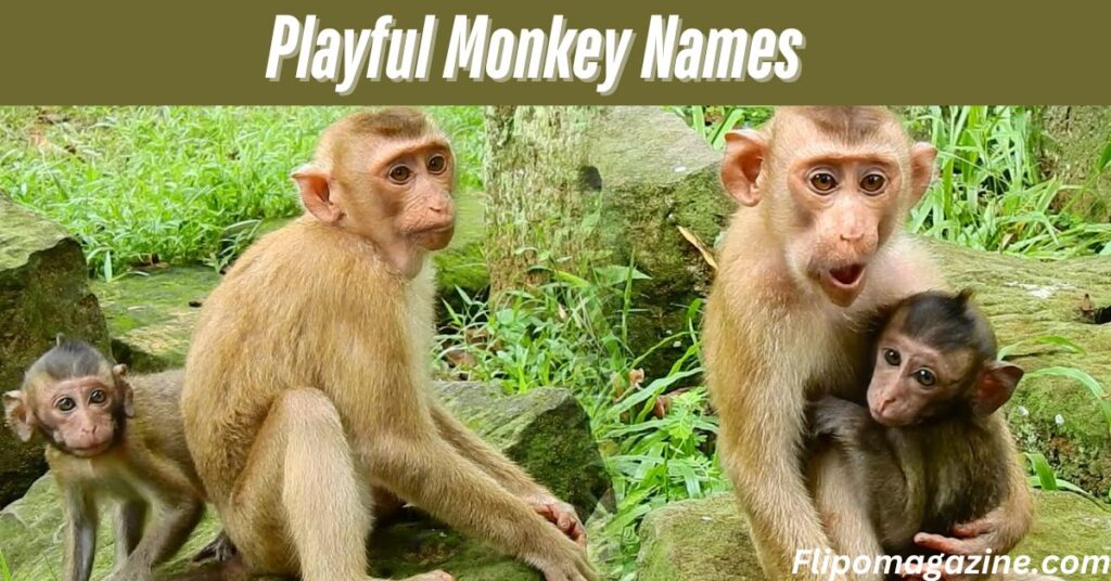 Playful Monkey Names