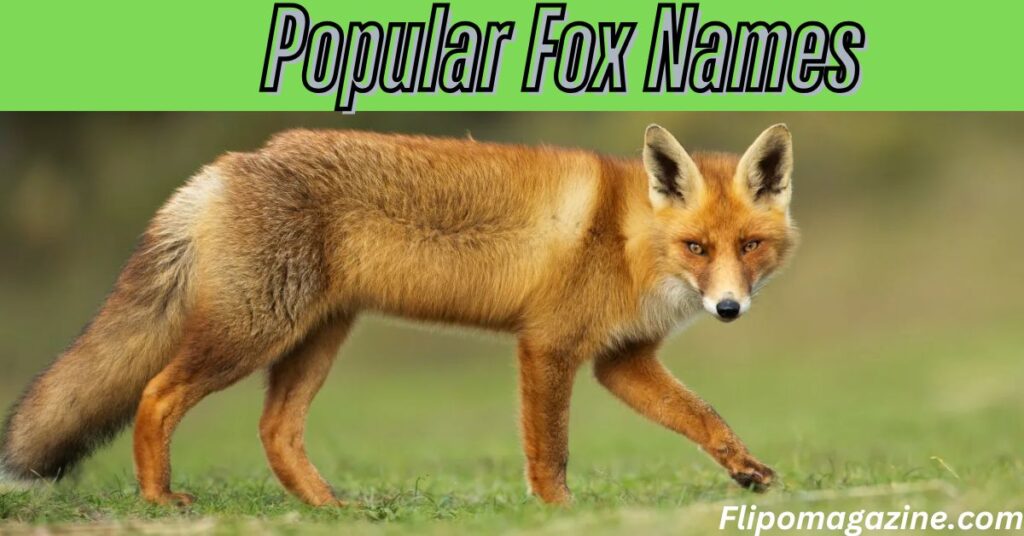 Popular Fox Names 