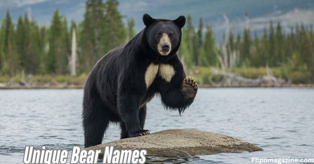 Unique Bear Names