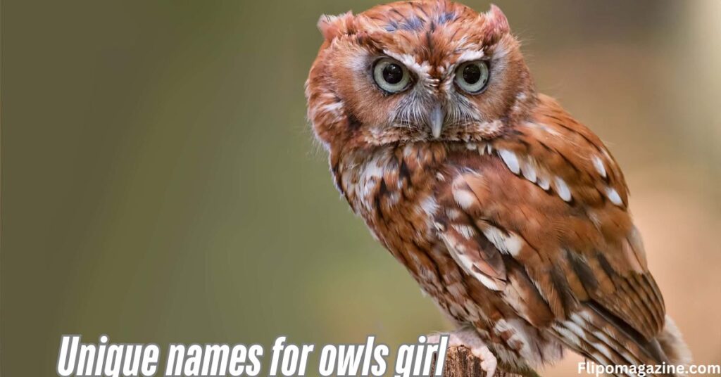 Unique names for owls girl