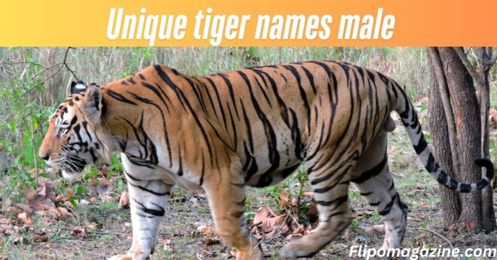 Unique tiger names male