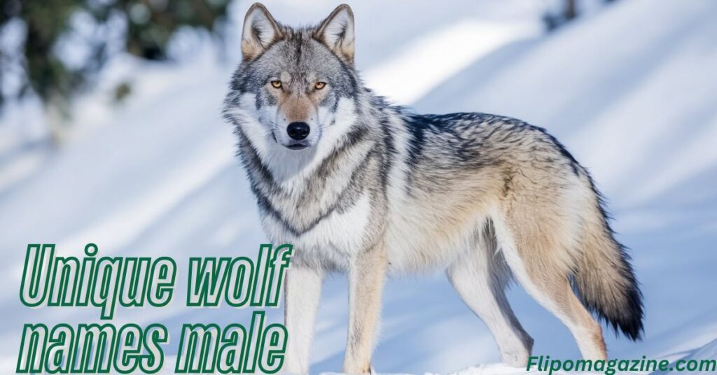 Unique wolf names male