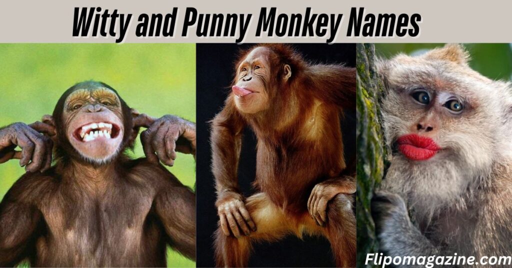 Witty and Punny Monkey Names