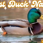 326+ Best Duck Names: How to Choose the Perfect Name for Your New Duck