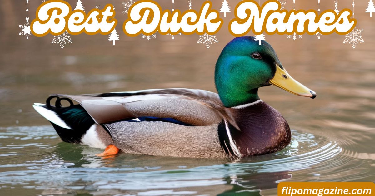 326+ Best Duck Names: How to Choose the Perfect Name for Your New Duck