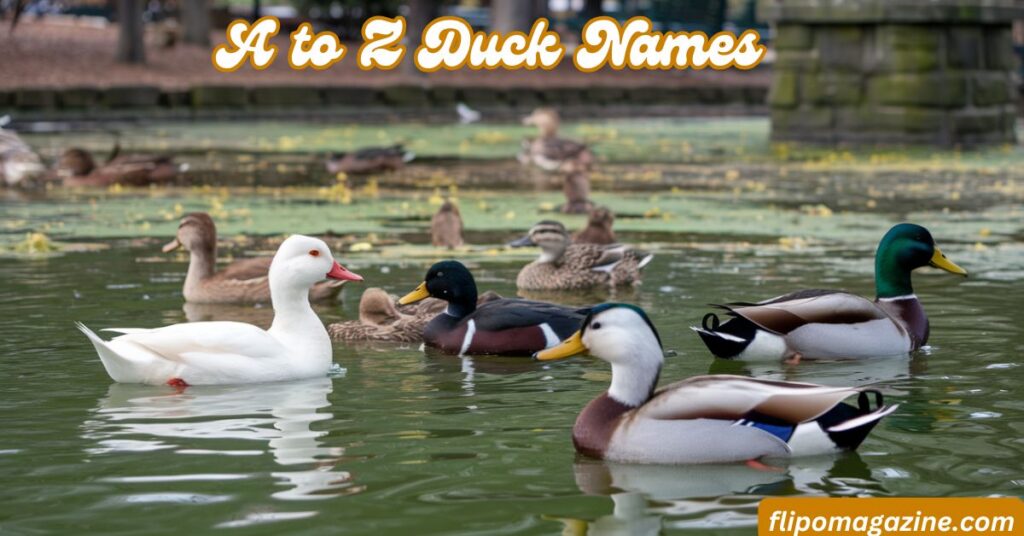 A to Z Duck Names