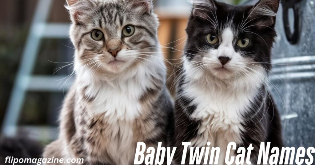 Baby Twin Cat Names