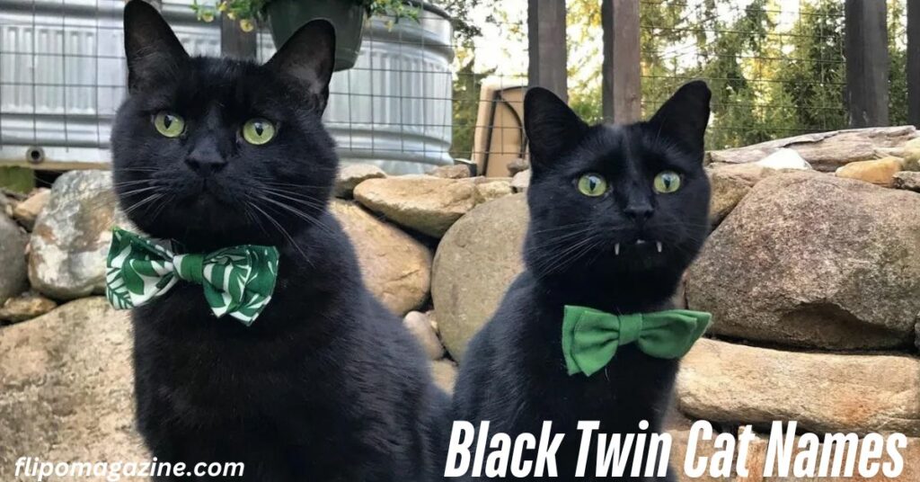 Black Twin Cat Names