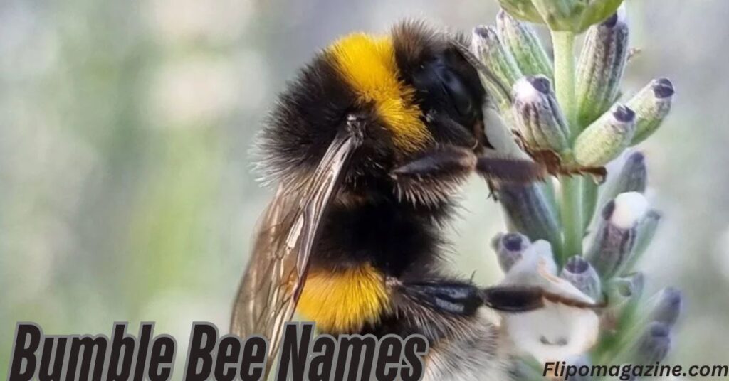 Bumble Bee Names