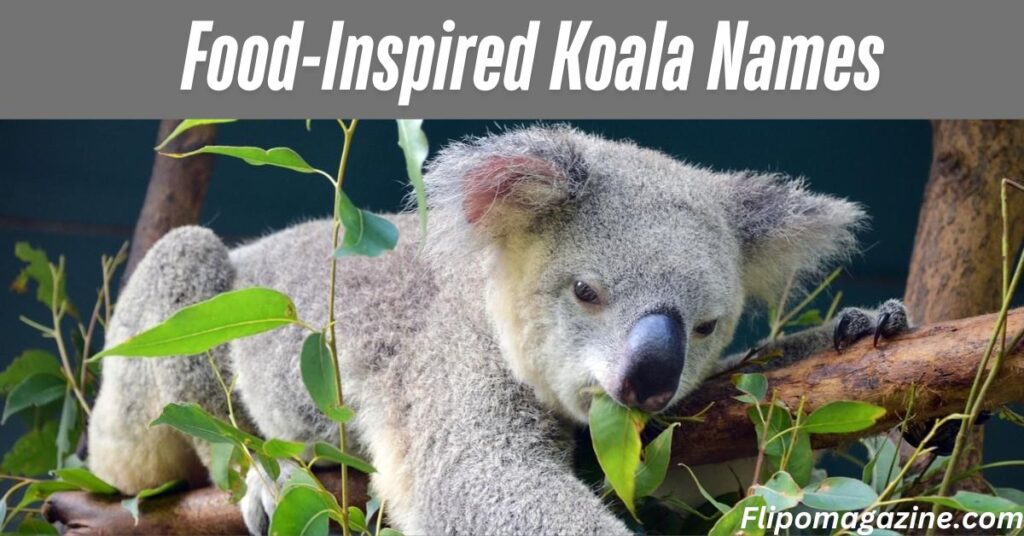 Food-Inspired Koala Names