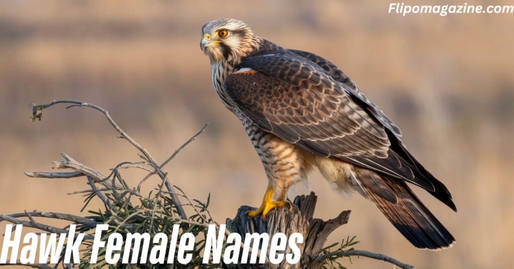 Hawk Female Names