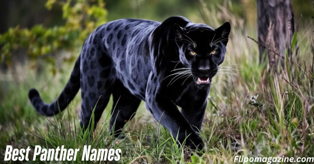 Male Panther Names