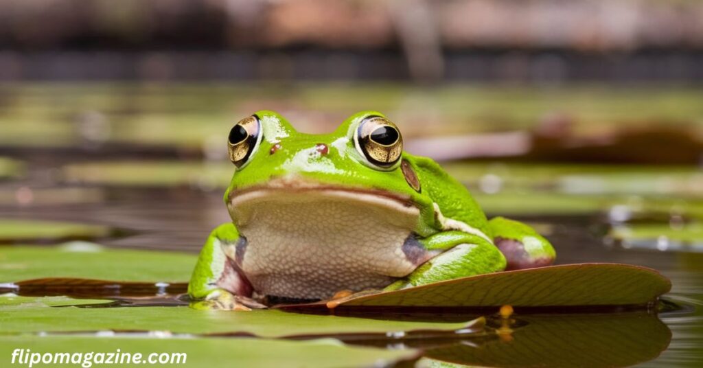 Mythical Funny Names For Frogs