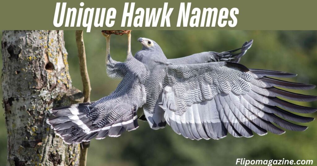 Unique Hawk Names