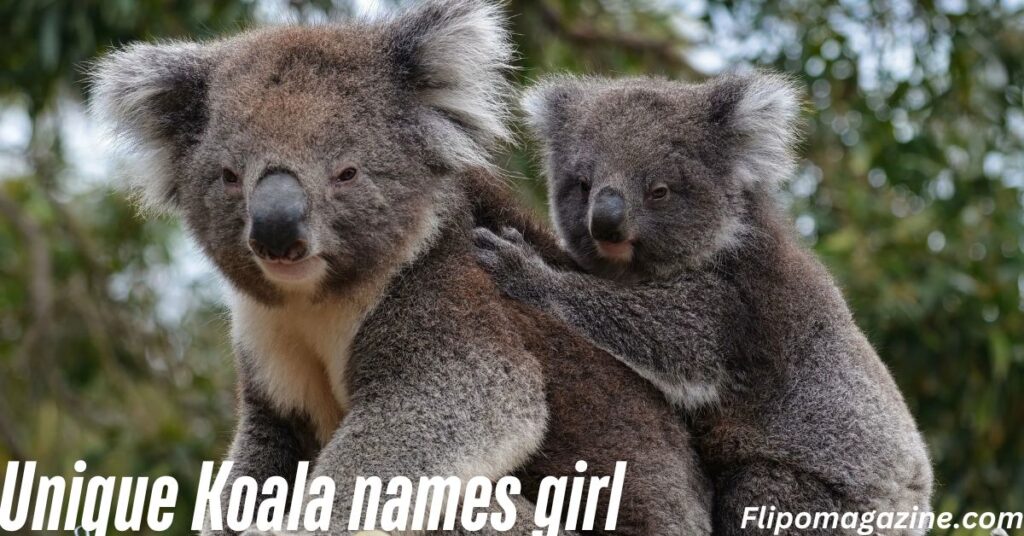 Unique Koala names girl