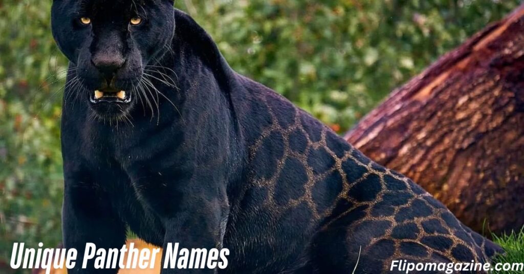 Unique Panther Names
