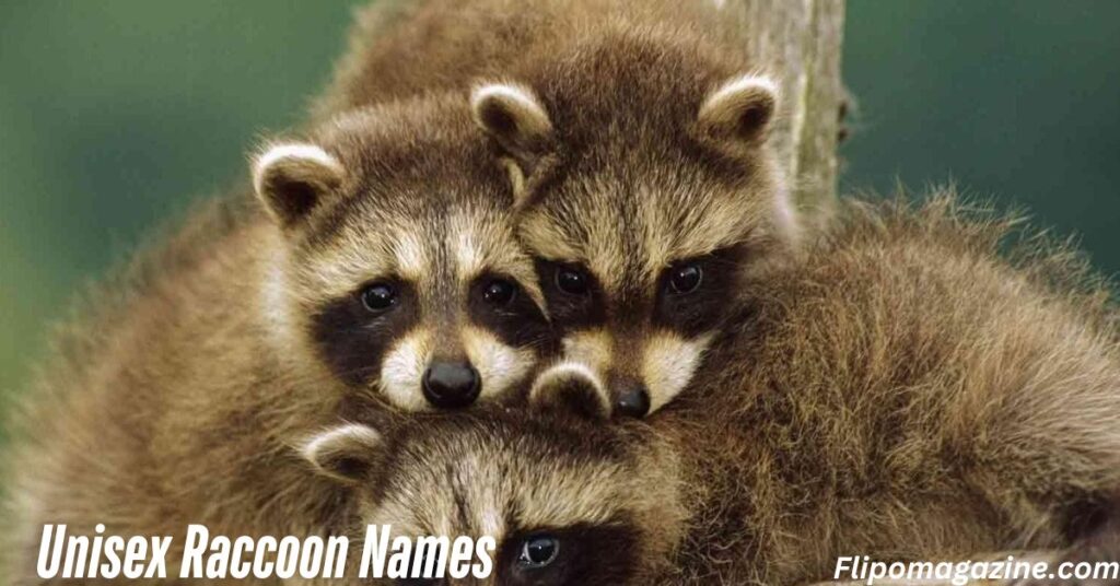Unisex Raccoon Names