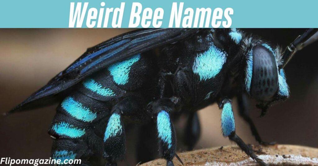 Weird Bee Names